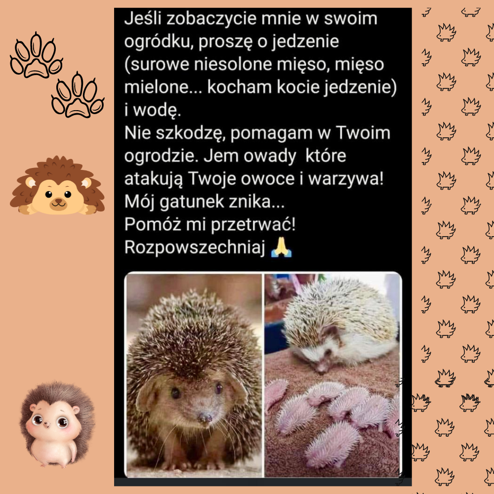 RATUJEMY JEŻE